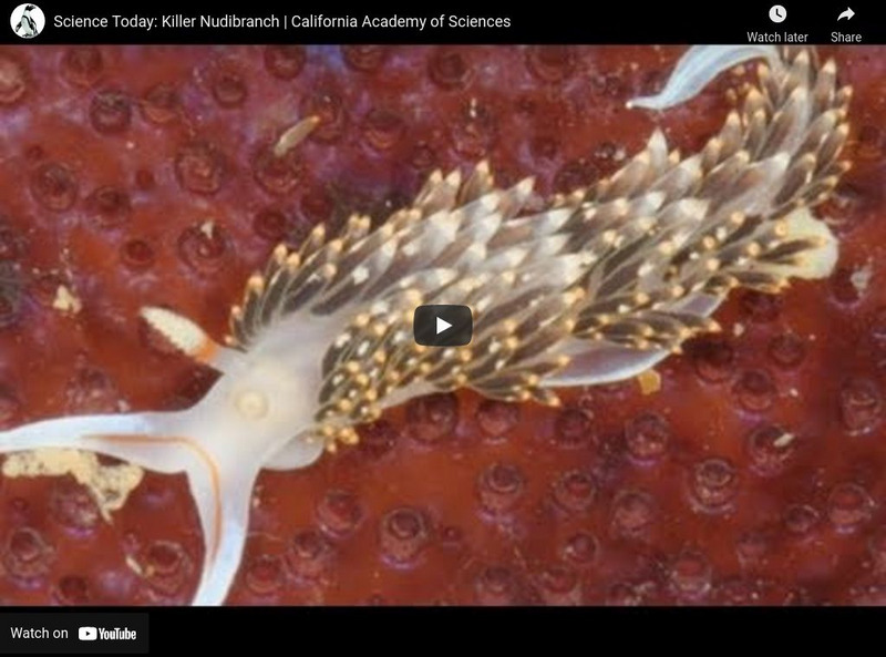 Ca Academy of Sciences: Killer Nudibranch Instructional Video Ca Academy of Sciences: Killer Nudibranch Instructional Video