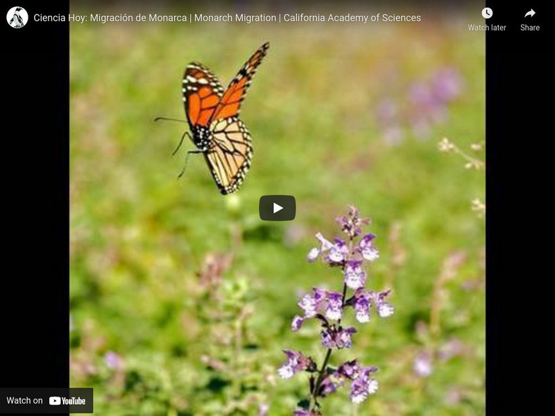 Ca Academy of Sciences: Monarch Migration Instructional Video Ca Academy of Sciences: Monarch Migration Instructional Video