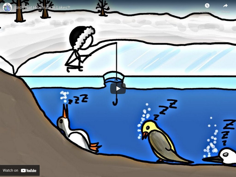 Minute Earth: Birds That Hibernate in Lakes?! Instructional Video Minute Earth: Birds That Hibernate in Lakes?! Instructional Video