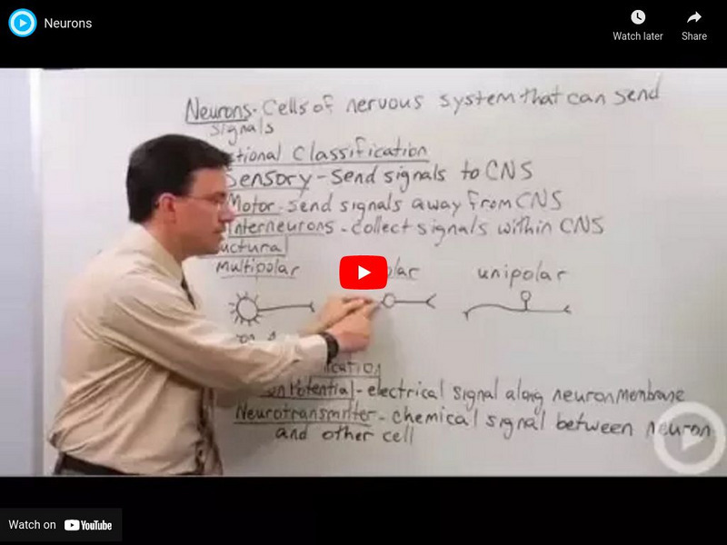 Brightstorm: Science: Neurons Instructional Video