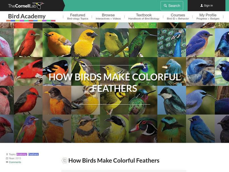 Cornell Lab of Ornithology: Bird Feather Color Handout Cornell Lab of Ornithology: Bird Feather Color Handout