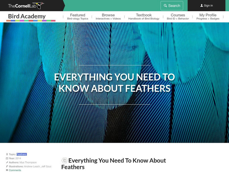 Cornell Lab of Ornithology: Feather Structure Activity Cornell Lab of Ornithology: Feather Structure Activity