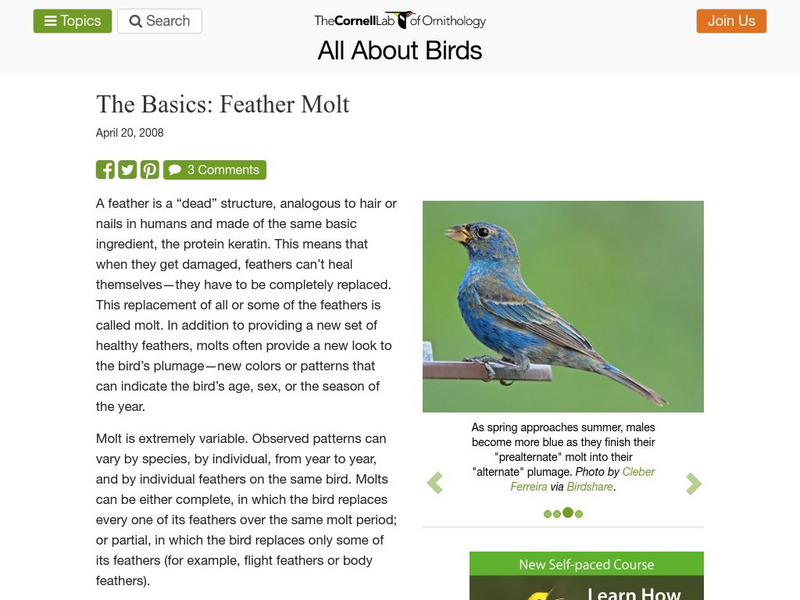 Cornell Lab of Ornithology: Molting Graphic Cornell Lab of Ornithology: Molting Graphic