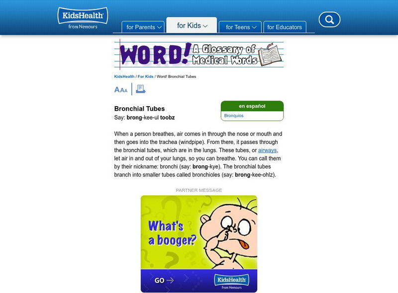 Kids Health: Bronchial Tubes Handout Kids Health: Bronchial Tubes Handout