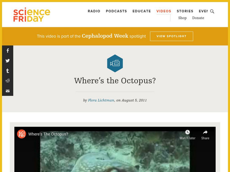 Science Friday: Where's the Octopus Instructional Video Science Friday: Where's the Octopus Instructional Video