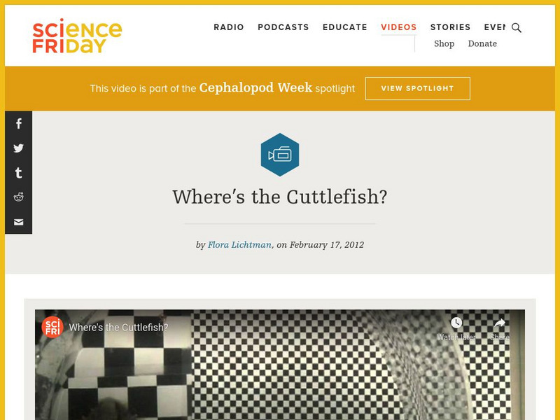 Science Friday: Where's the Cuttlefish? Instructional Video Science Friday: Where's the Cuttlefish? Instructional Video