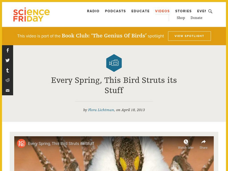 Science Friday: Every Spring, This Bird Struts Its Stuff Instructional Video Science Friday: Every Spring, This Bird Struts Its Stuff Instructional Video