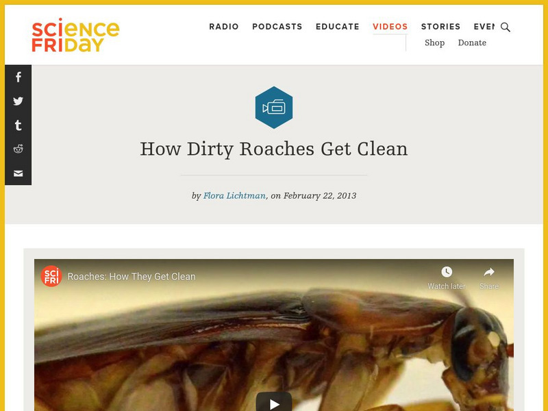 Science Friday: How Dirty Roaches Get Clean Instructional Video Science Friday: How Dirty Roaches Get Clean Instructional Video