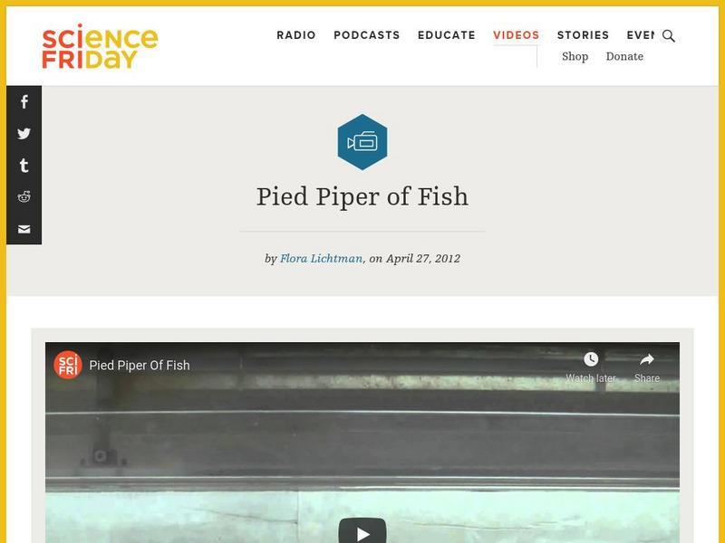 Science Friday: Pied Piper of Fish Instructional Video Science Friday: Pied Piper of Fish Instructional Video