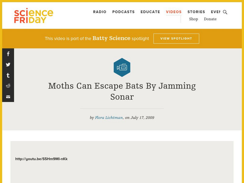 Science Friday: Moths Can Escape Bats by Jamming Sonar Audio Science Friday: Moths Can Escape Bats by Jamming Sonar Audio
