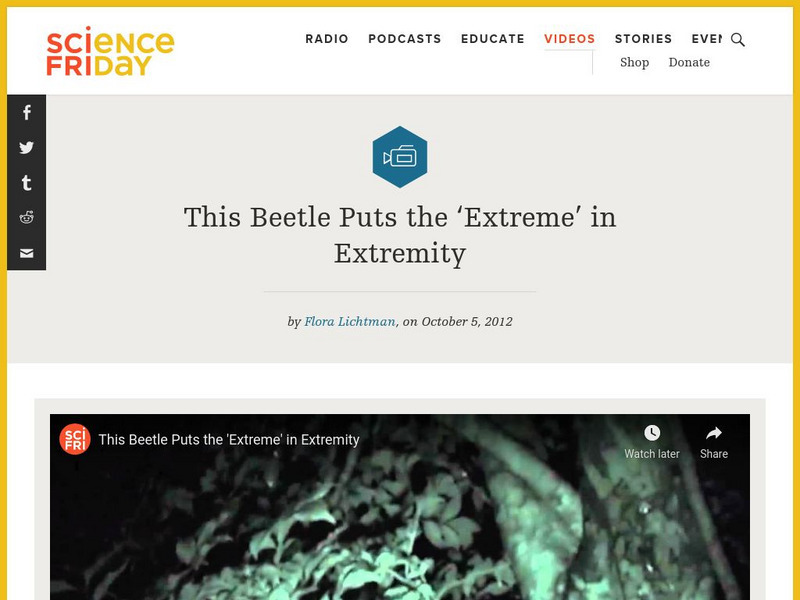 Science Friday: This Beetle Puts the 'Extreme' in Extremity Instructional Video