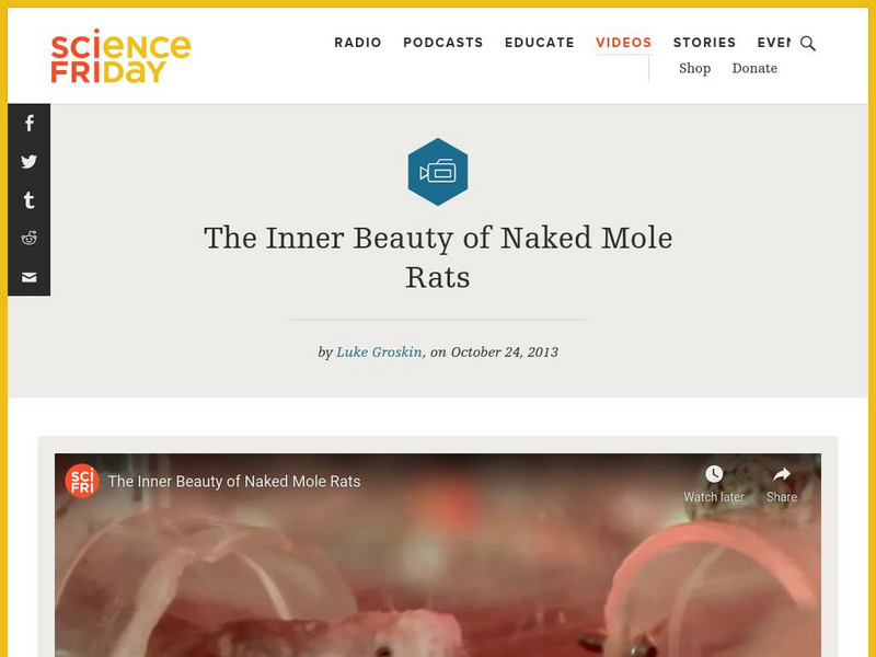 Science Friday: The Inner Beauty of Naked Mole Rats Instructional Video