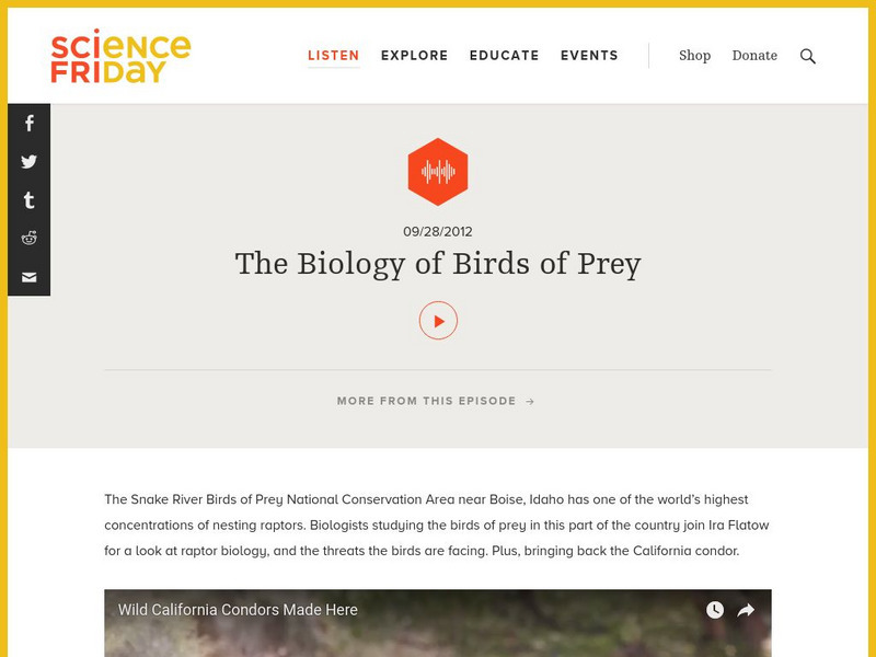 Science Friday: The Biology of Birds of Prey Audio Science Friday: The Biology of Birds of Prey Audio