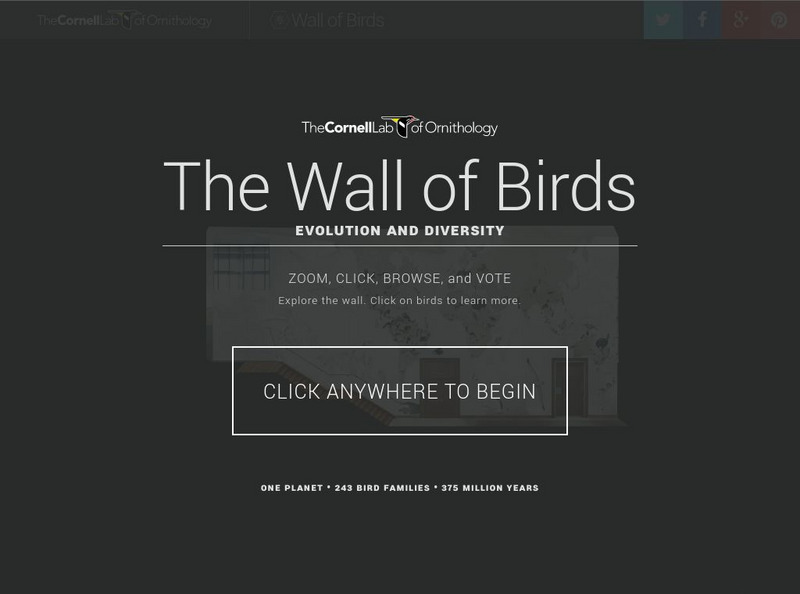 Cornell Lab of Ornithology: Wall of Birds Graphic Cornell Lab of Ornithology: Wall of Birds Graphic