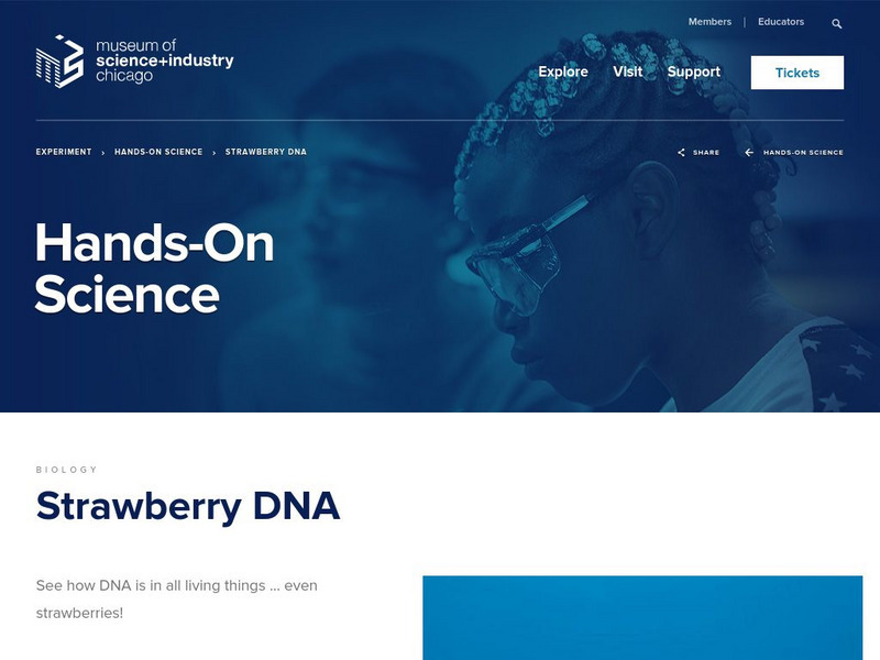 Museum of Science and Industry: Online Science: Activities: Extract Dna Activity Museum of Science and Industry: Online Science: Activities: Extract Dna Activity