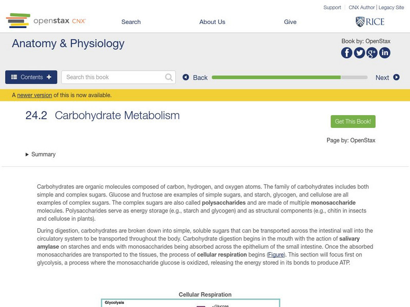 Open Stax: Anatomy & Physiology: Carbohydrate Metabolism Unit Plan Open Stax: Anatomy & Physiology: Carbohydrate Metabolism Unit Plan