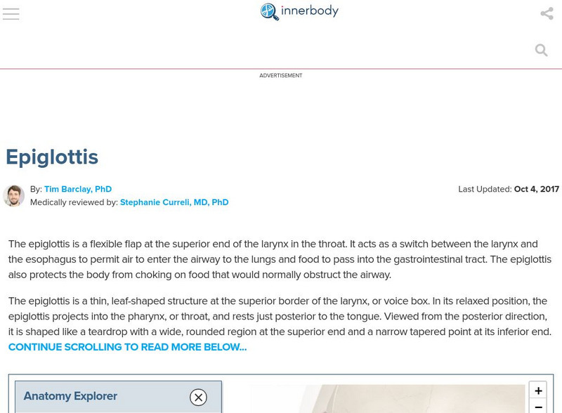 Innerbody: Epiglottis Handout Innerbody: Epiglottis Handout