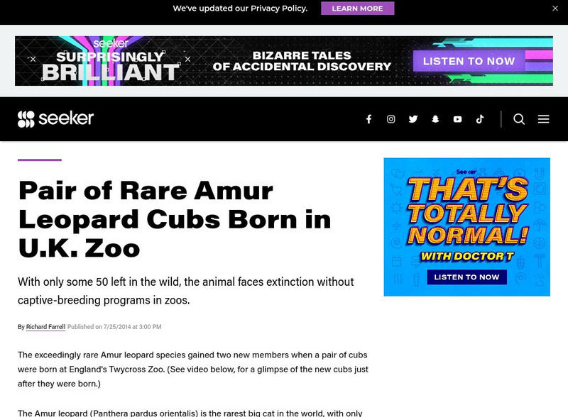 Seeker: Week of 7 28 14: Pair of Rare Amur Leopard Cubs Born Article Seeker: Week of 7 28 14: Pair of Rare Amur Leopard Cubs Born Article