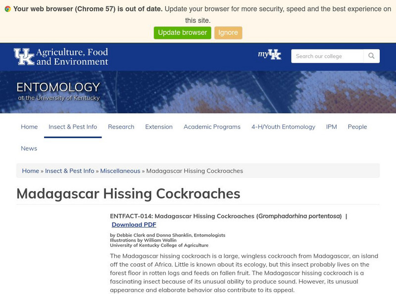 Uk Entomology: Madagascar Hissing Cockroaches Handout Uk Entomology: Madagascar Hissing Cockroaches Handout