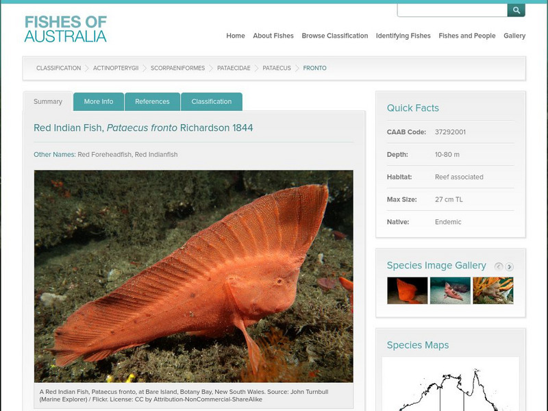 Fishes of Australia: Red Indian Fish, Pataecus Fronto Handout Fishes of Australia: Red Indian Fish, Pataecus Fronto Handout