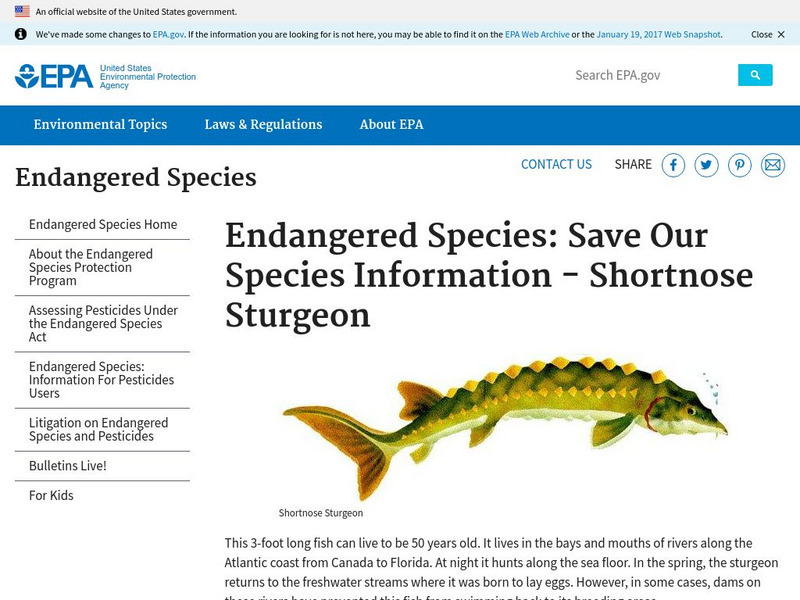 Epa: Endangered Species: Save Our Species Information Shortnose Sturgeon Handout Epa: Endangered Species: Save Our Species Information Shortnose Sturgeon Handout