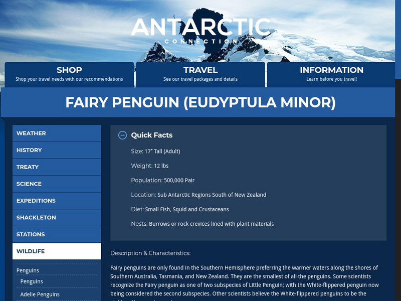 Antarctic Connection: Fairy (Little Blue) Penguin Handout Antarctic Connection: Fairy (Little Blue) Penguin Handout