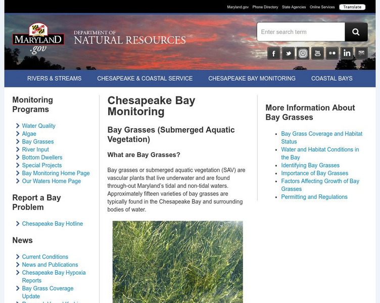 Maryland Dnr: Chesapeake Bay Monitoring: Bay Grasses Website Maryland Dnr: Chesapeake Bay Monitoring: Bay Grasses Website