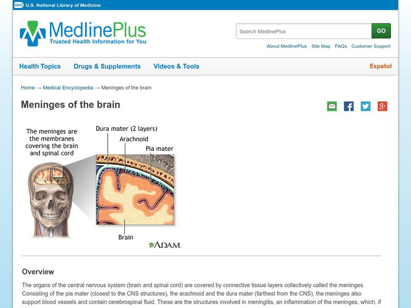 Medline Plus: Meninges of the Brain Handout Medline Plus: Meninges of the Brain Handout