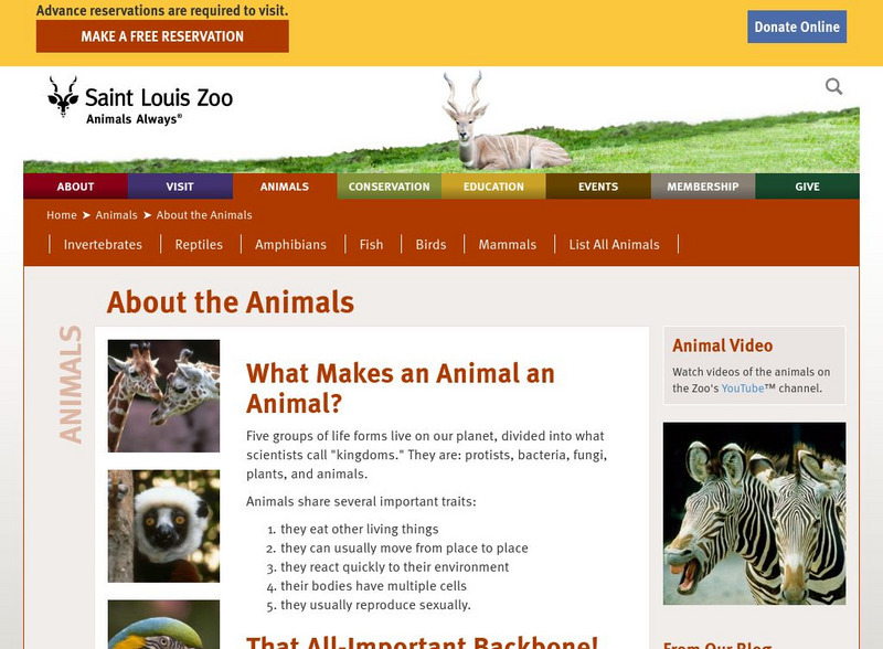 Saint Louis Zoo: About the Animals: What Makes an Animal an Animal? Handout Saint Louis Zoo: About the Animals: What Makes an Animal an Animal? Handout