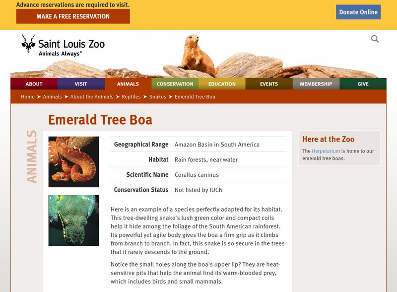 Saint Louis Zoo: Emerald Tree Boa Handout Saint Louis Zoo: Emerald Tree Boa Handout