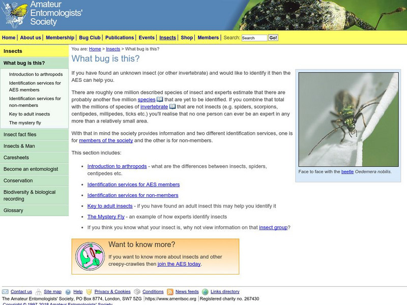 Amateur Entomologists' Society: Bug Identification Handout Amateur Entomologists' Society: Bug Identification Handout