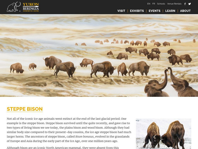 Yukon Beringia Interpretive Centre: Research: Steppe Bison Handout Yukon Beringia Interpretive Centre: Research: Steppe Bison Handout