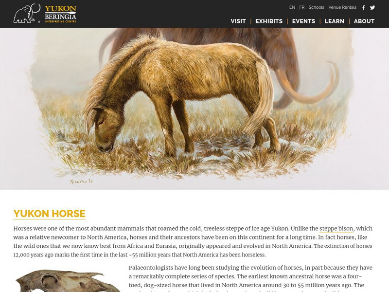 Yukon Beringia Interpretive Centre: Research: Yukon Horse Handout Yukon Beringia Interpretive Centre: Research: Yukon Horse Handout