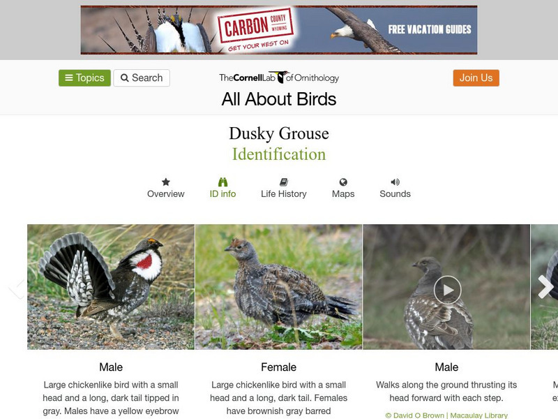 Cornell Lab of Ornithology: Dusky Grouse Handout Cornell Lab of Ornithology: Dusky Grouse Handout