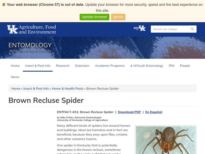 University of Kentucky: Brown Recluse Spider Handout University of Kentucky: Brown Recluse Spider Handout