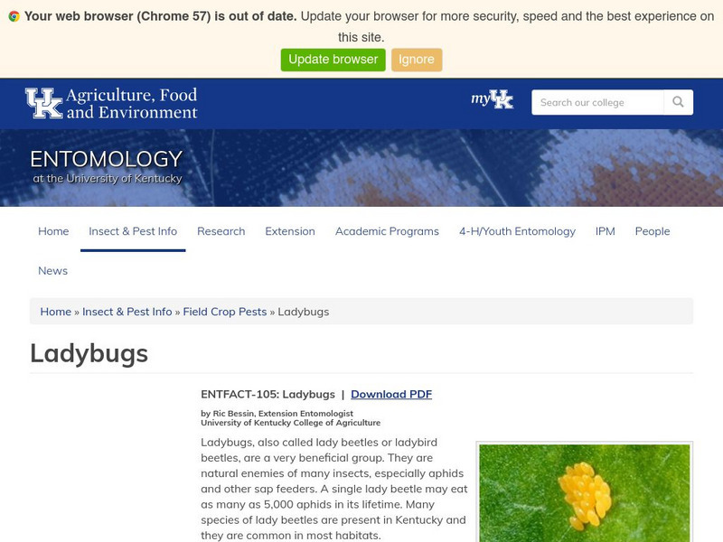 Uk: Ladybugs Handout