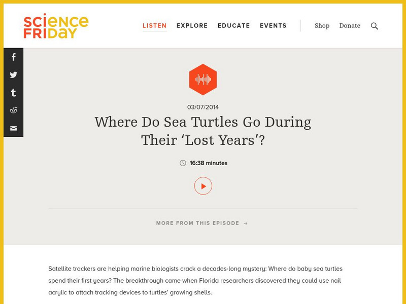 Science Friday: Where Do Sea Turtles Go During Their "Lost Years"? Audio