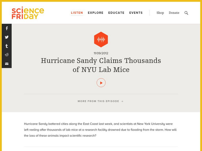 Science Friday: Hurricane Sandy Claims Thousands of Nyu Lab Mice Audio Science Friday: Hurricane Sandy Claims Thousands of Nyu Lab Mice Audio