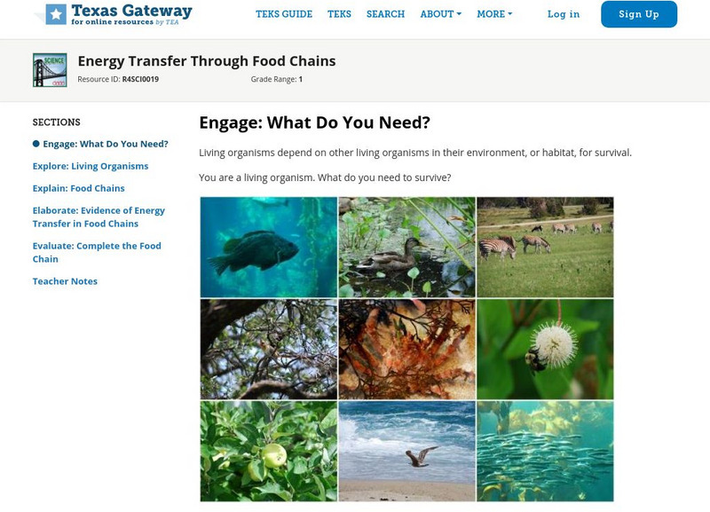 Texas Gateway: Energy Transfer Through Food Chains Unit Plan Texas Gateway: Energy Transfer Through Food Chains Unit Plan