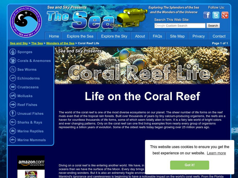 Sea Sky: Reef Life Website Sea Sky: Reef Life Website
