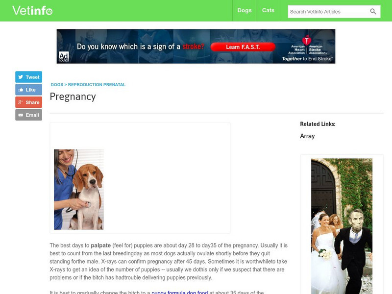 Pregnancy in Dogs Handout