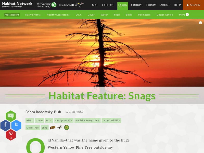 Habitat Network: Habitat Feature: Snags Article Habitat Network: Habitat Feature: Snags Article