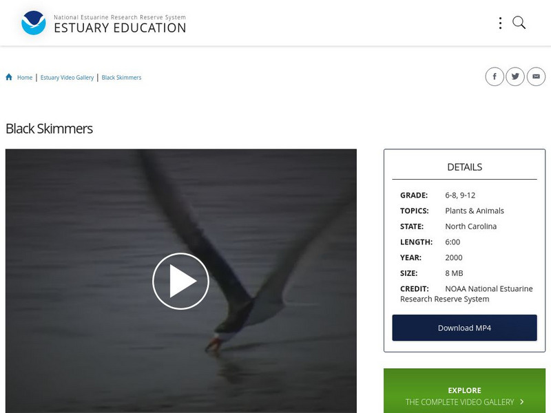 Noaa: Estuary Education: Black Skimmers Instructional Video Noaa: Estuary Education: Black Skimmers Instructional Video