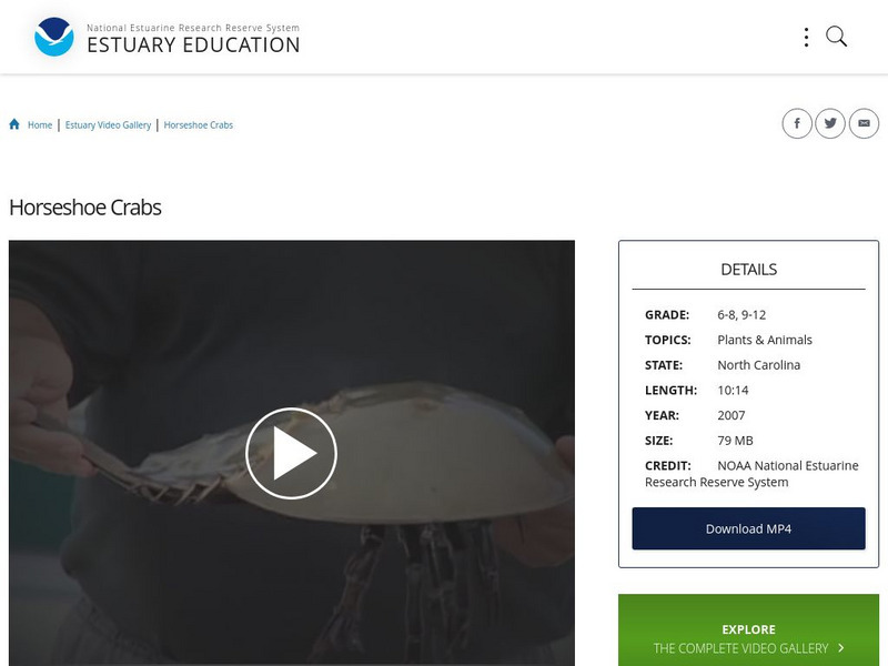 Noaa: Estuary Education: Horseshoe Crabs Instructional Video Noaa: Estuary Education: Horseshoe Crabs Instructional Video