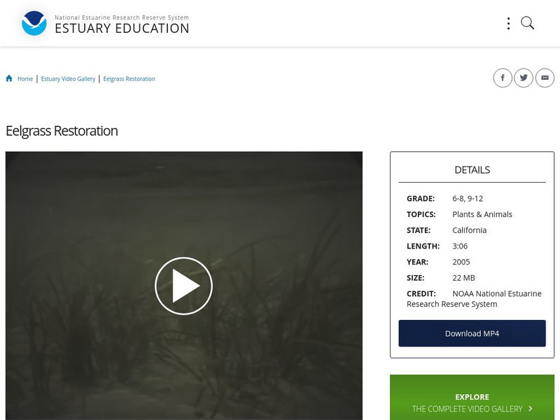 Noaa: Estuary Education: Eelgrass Restoration Instructional Video Noaa: Estuary Education: Eelgrass Restoration Instructional Video