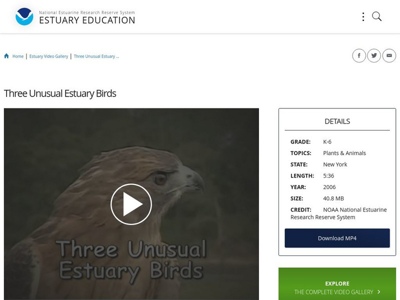 Noaa: Estuary Education: Three Unusual Estuary Birds Instructional Video Noaa: Estuary Education: Three Unusual Estuary Birds Instructional Video