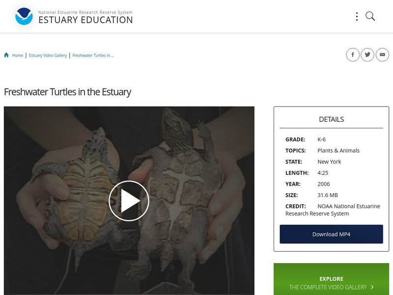 Noaa: Estuary Education: Freshwater Turtles in the Estuary Instructional Video Noaa: Estuary Education: Freshwater Turtles in the Estuary Instructional Video