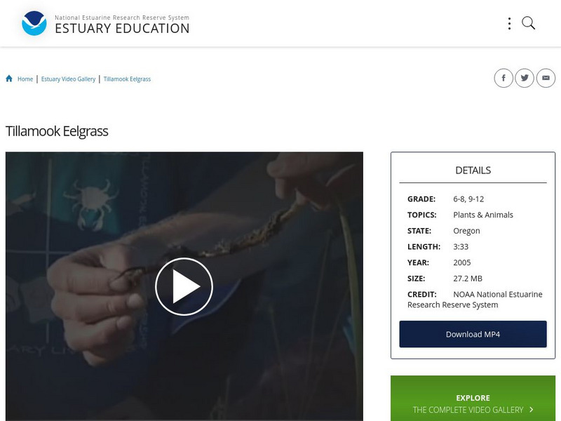 Noaa: Estuary Education: Tillamook Eelgrass Instructional Video Noaa: Estuary Education: Tillamook Eelgrass Instructional Video