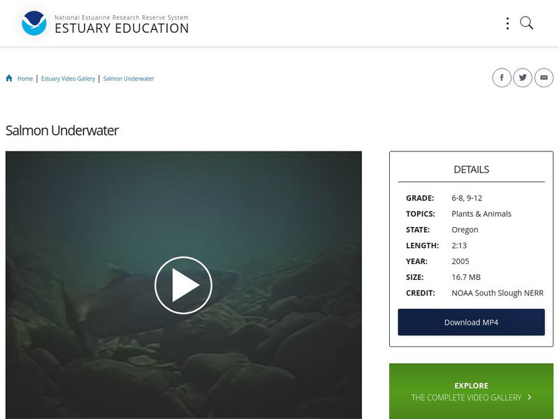 Noaa: Estuary Education: Salmon Underwater Instructional Video