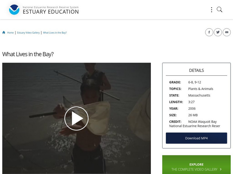 Noaa: Estuary Education: What Lives in the Bay? Instructional Video